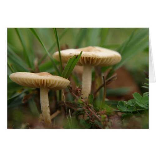 mushrooms card