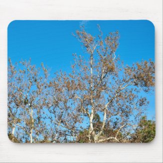 trees and sky mousepad