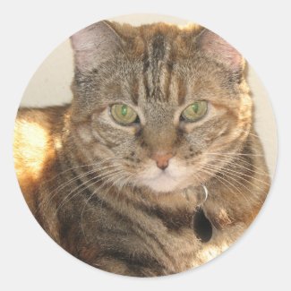 yellow eyed cat sticker