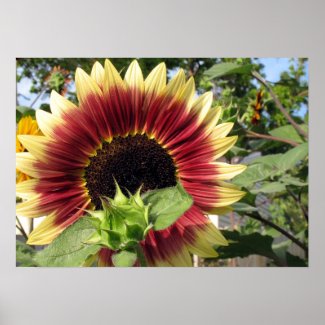 Razzmatazz Sunflower print