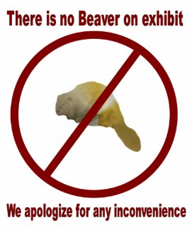 There is no Beaver on Exhibit shirt