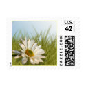 Spring Wedding Daisy Postage Stamp stamp