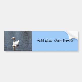 Swan in Lake bumpersticker