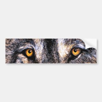 kathryn erbe photos: wolf eyes ...