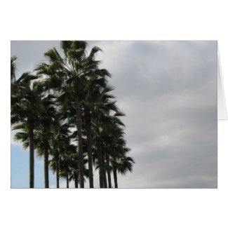 Palm Trees and Clouds card