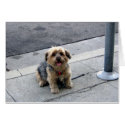 doggy in the street card