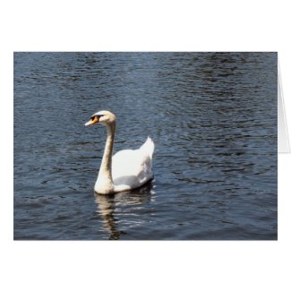 swan card
