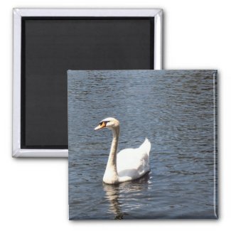 swan magnet