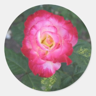 Rose sticker