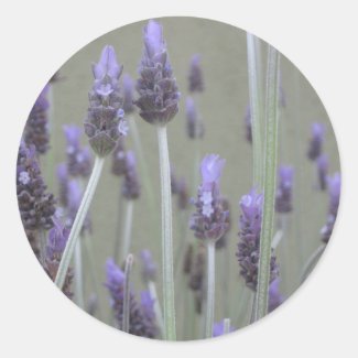 Lavender sticker