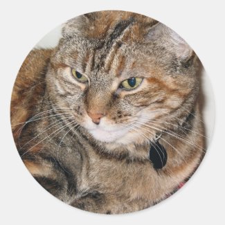 Cinnamon the Cat sticker