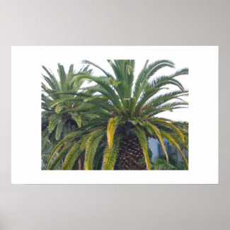 Palm Trees Poster and Print