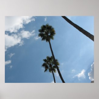 Palm Trees & Sky - poster or print
