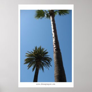 Tall California Palm Trees Poster Print