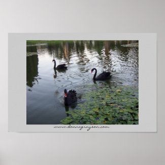 Black Swans  print